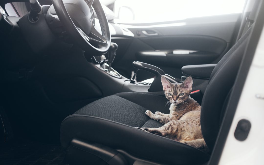 Schrodinger’s Car